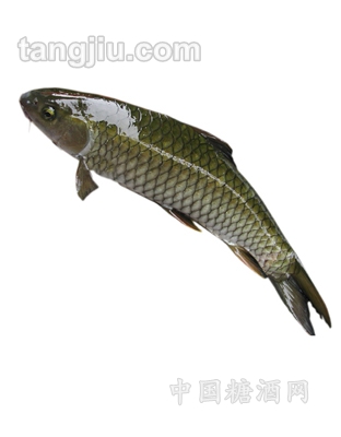 草魚(yú)