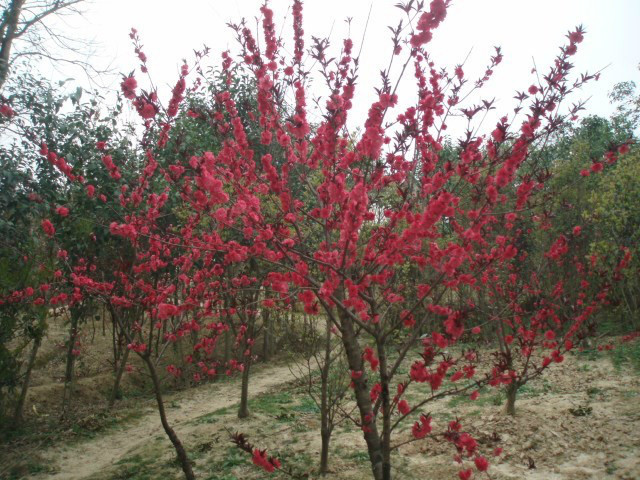 安徽紅葉碧桃，紅梅，紅葉石楠球