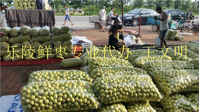 供應(yīng)山東冬棗產(chǎn)地代辦