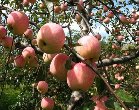 陜西紅富士蘋果價格蘋果基地