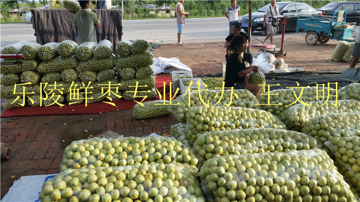 山東冬棗批發(fā)基地價格報價