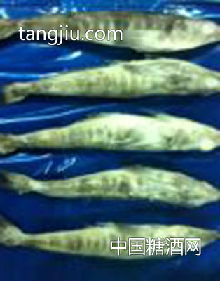 南極冰魚(yú)